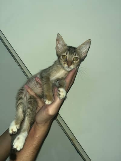 Mix Female Kitten