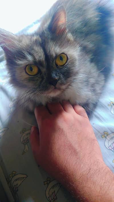 X Punch Face Cat