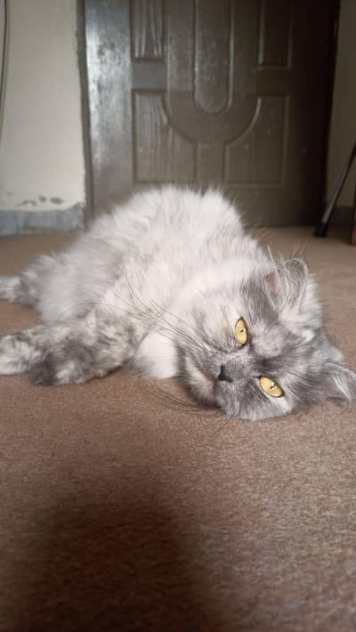 Pure Syberian Punch Face Cat