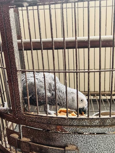 Healthy African Grey Parrot