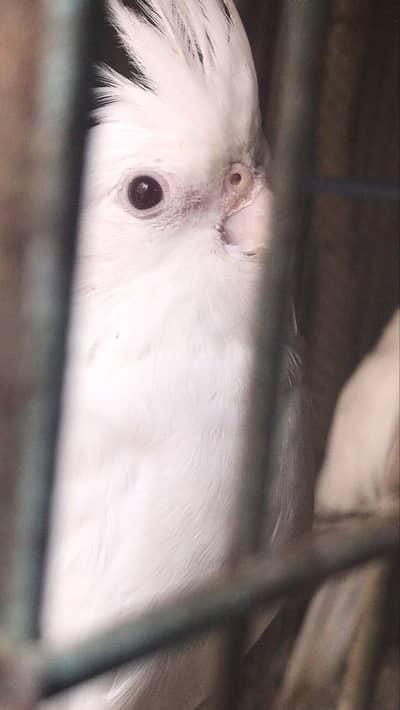 Active & Healthy Albino/Eno Red Eye Cockatiels (Adult & Ready to Breed