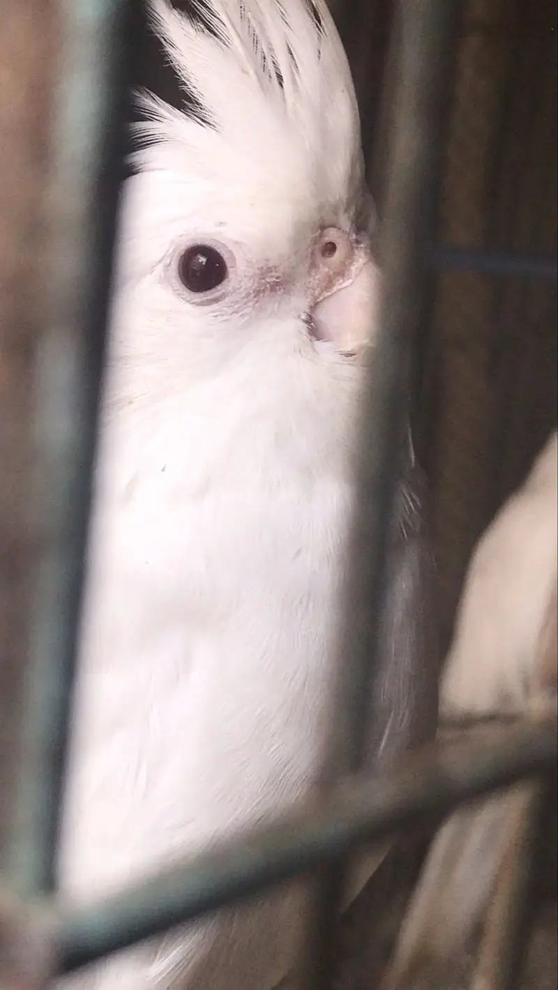 Active & Healthy Albino/Eno Red Eye Cockatiels (Adult & Ready to Breed — photo 8