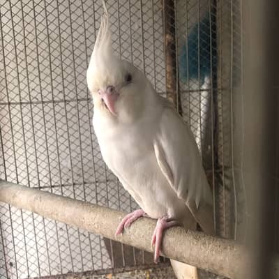 Active & Healthy Albino/Eno Red Eye Cockatiels (Adult & Ready to Breed