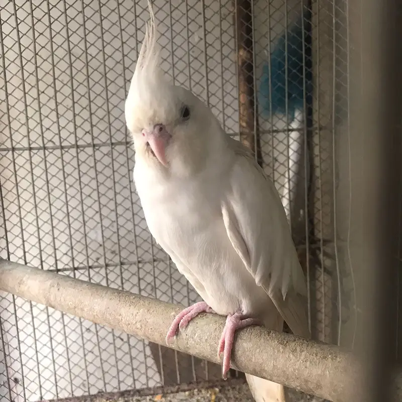 Active & Healthy Albino/Eno Red Eye Cockatiels (Adult & Ready to Breed