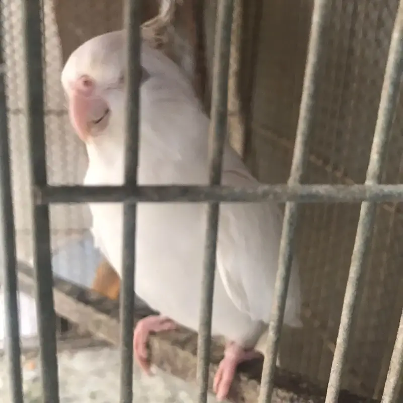 Active & Healthy Albino/Eno Red Eye Cockatiels (Adult & Ready to Breed — photo 5