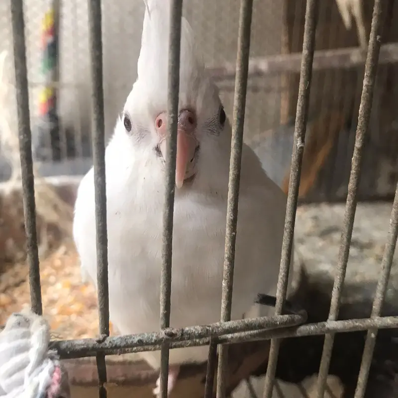 Active & Healthy Albino/Eno Red Eye Cockatiels (Adult & Ready to Breed — photo 4