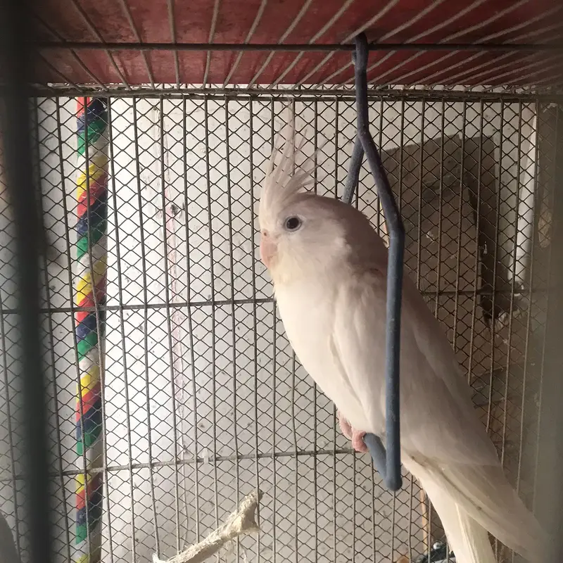 Active & Healthy Albino/Eno Red Eye Cockatiels (Adult & Ready to Breed — photo 3