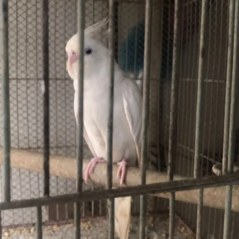 Active & Healthy Albino/Eno Red Eye Cockatiels (Adult & Ready to Breed — photo 6