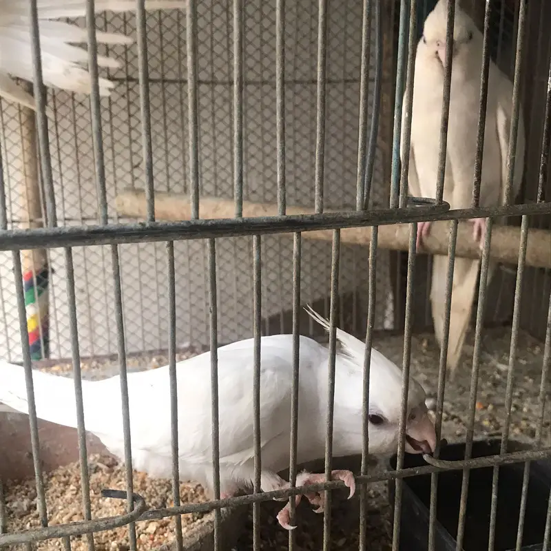 Active & Healthy Albino/Eno Red Eye Cockatiels (Adult & Ready to Breed — photo 7