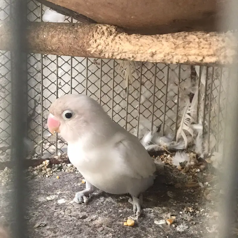 Active & Healthy Albino/Eno Red Eye Cockatiels (Adult & Ready to Breed — photo 2