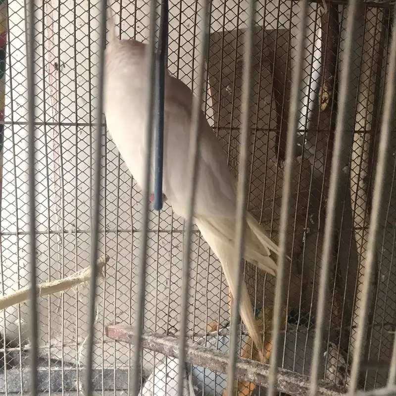 Active & Healthy Albino/Eno Red Eye Cockatiels (Adult & Ready to Breed — photo 9