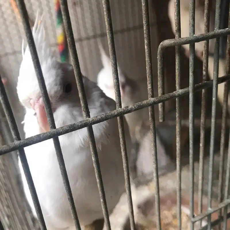 Active & Healthy Albino/Eno Red Eye Cockatiels (Adult & Ready to Breed — photo 10