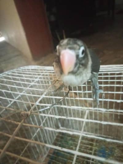 love bird for sale