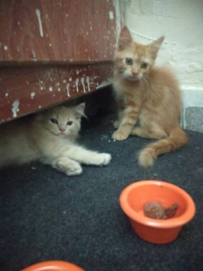2 Persian cats for sale