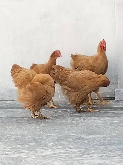 fancy hens for sale