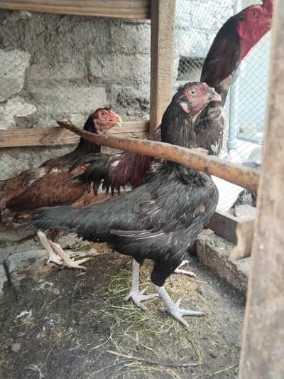 hens and breeders