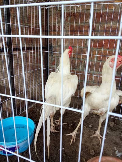 Herra aseel chicks