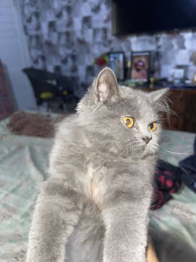 Beautiful Grey Persian Mix Kittens | 4 Months Old | Healthy & Fluffy