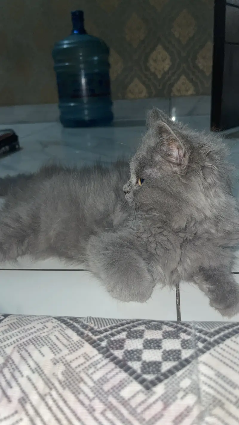 Beautiful Grey Persian Mix Kittens | 4 Months Old | Healthy & Fluffy — photo 2