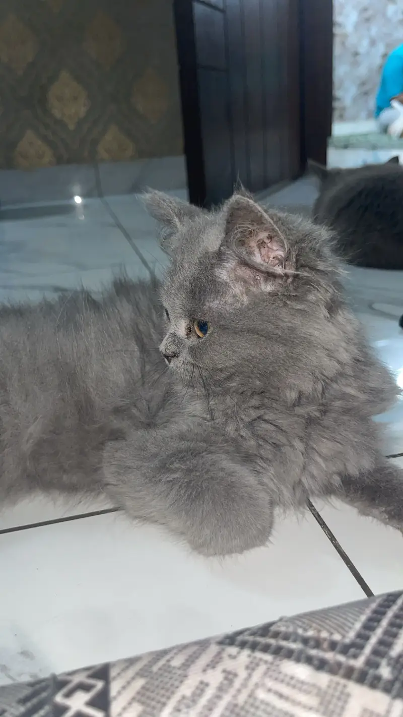 Beautiful Grey Persian Mix Kittens | 4 Months Old | Healthy & Fluffy — photo 3