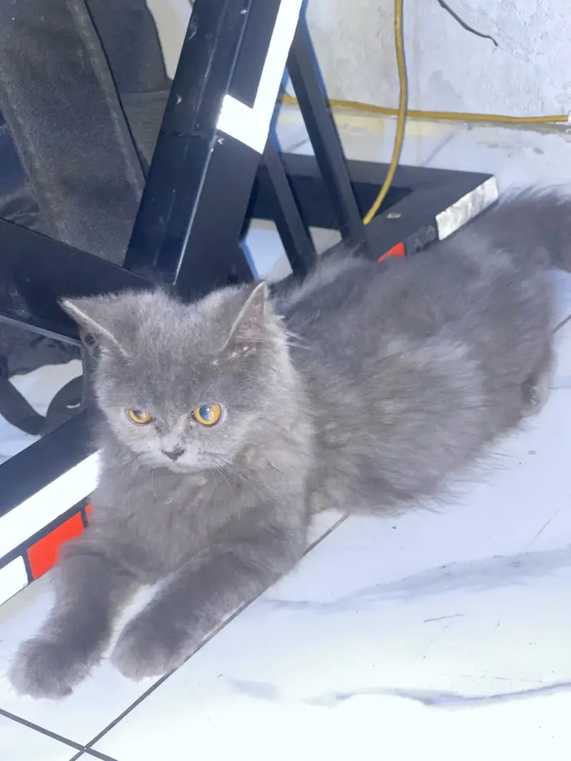 Beautiful Grey Persian Mix Kittens | 4 Months Old | Healthy & Fluffy — photo 4