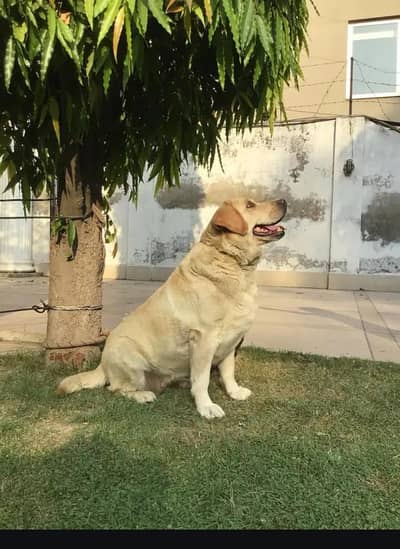 important Labrador dog available for sale