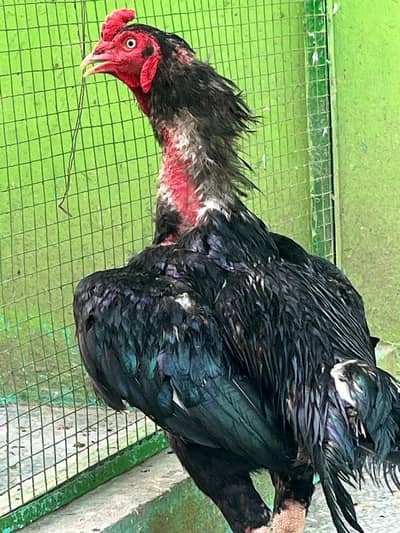 selling mushka lasani  high quality birds