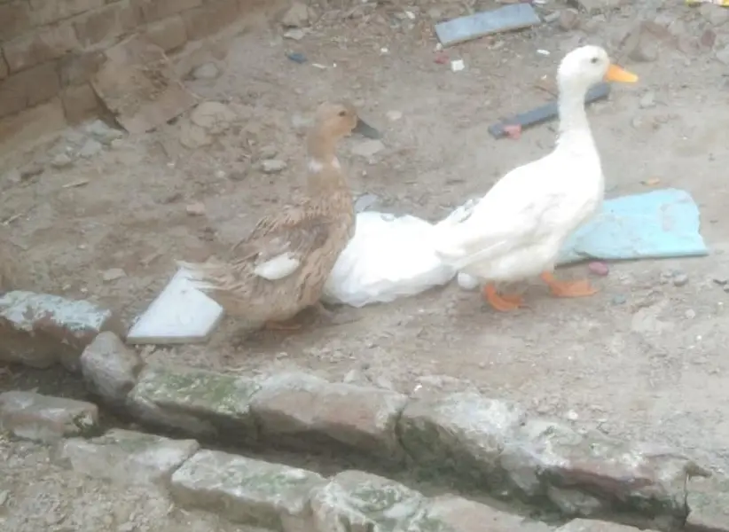 Duck pair