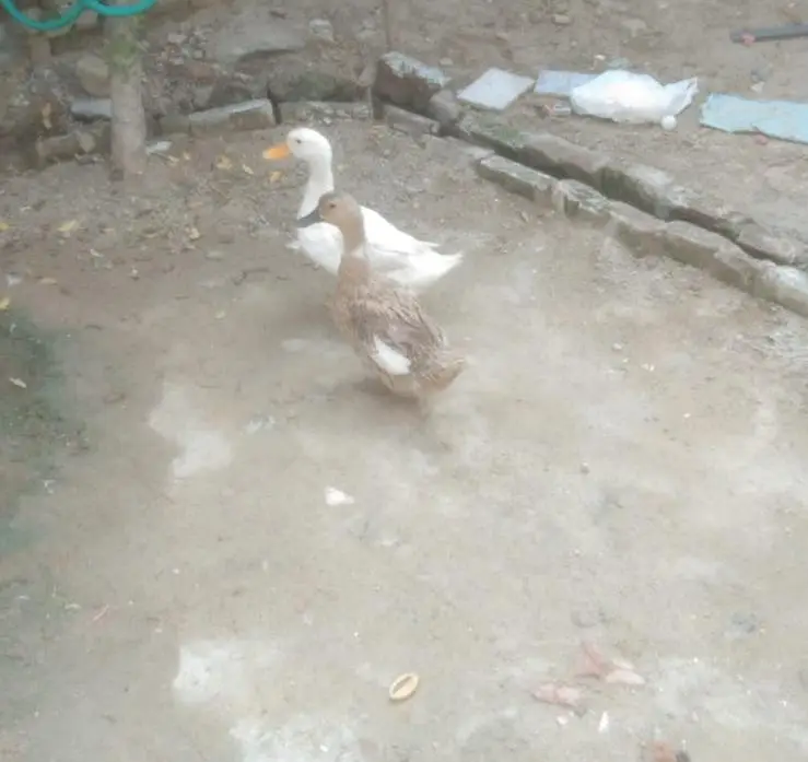 Duck pair — photo 2