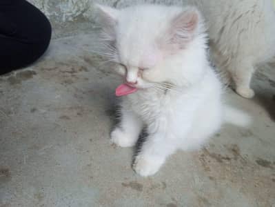 pure Persian kittens for sale