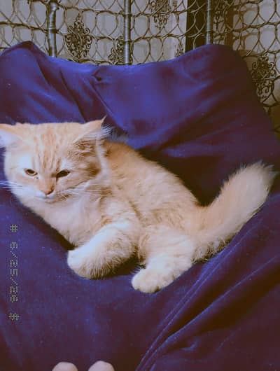Female version kitten