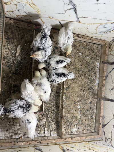 Mottled Bantam chicks available for sale