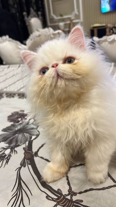 Piki Face  Male  kitten | Peki | Peke |PERSAIN  | cfa  odd eye