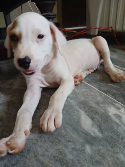 healthy and playful bull terrior puppies