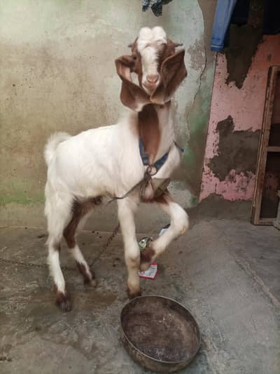 bakra