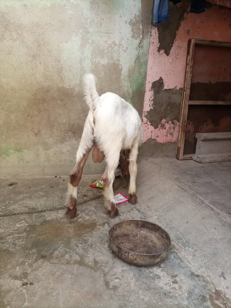 bakra 1