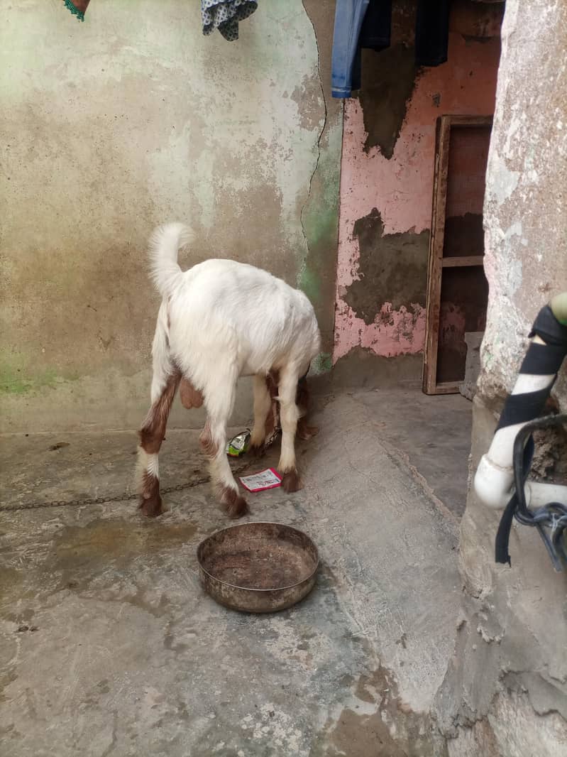 bakra 2