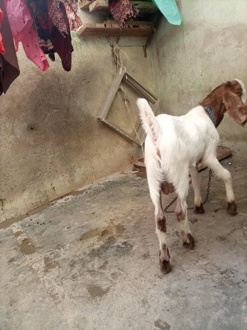 bakra 3