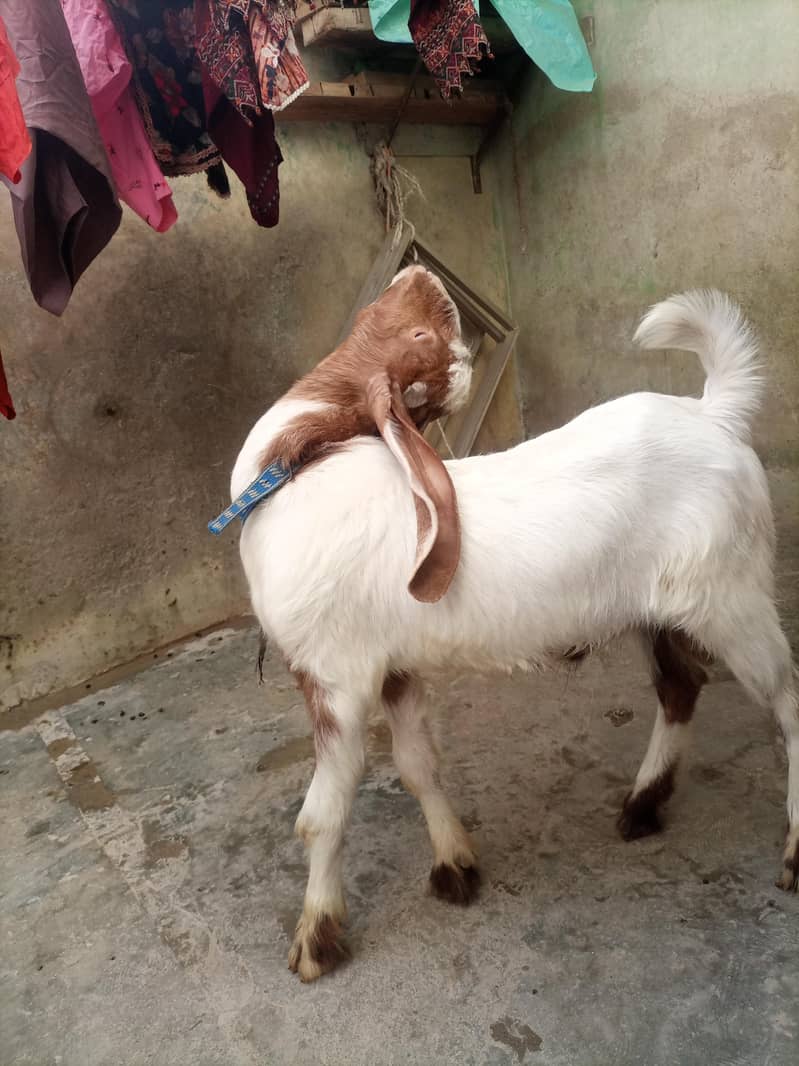 bakra 4
