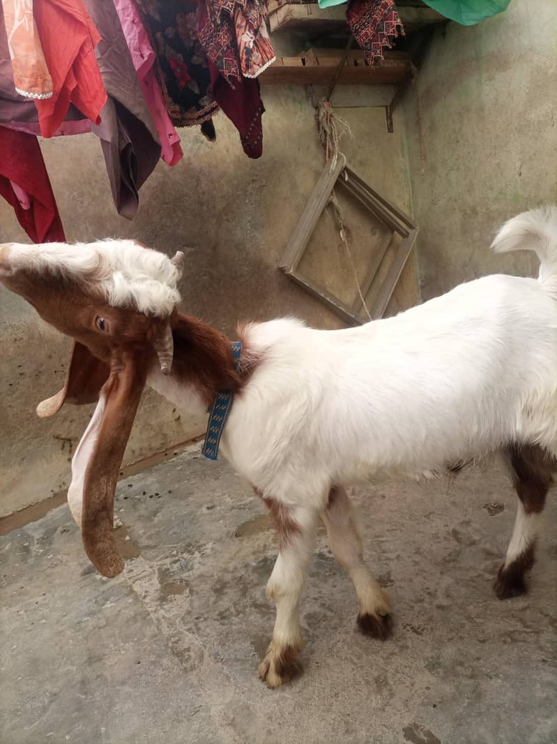 bakra 5