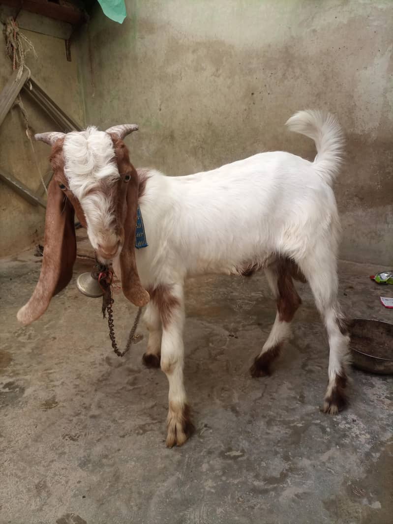 bakra 6
