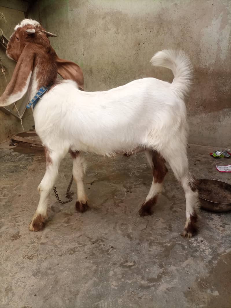 bakra 7