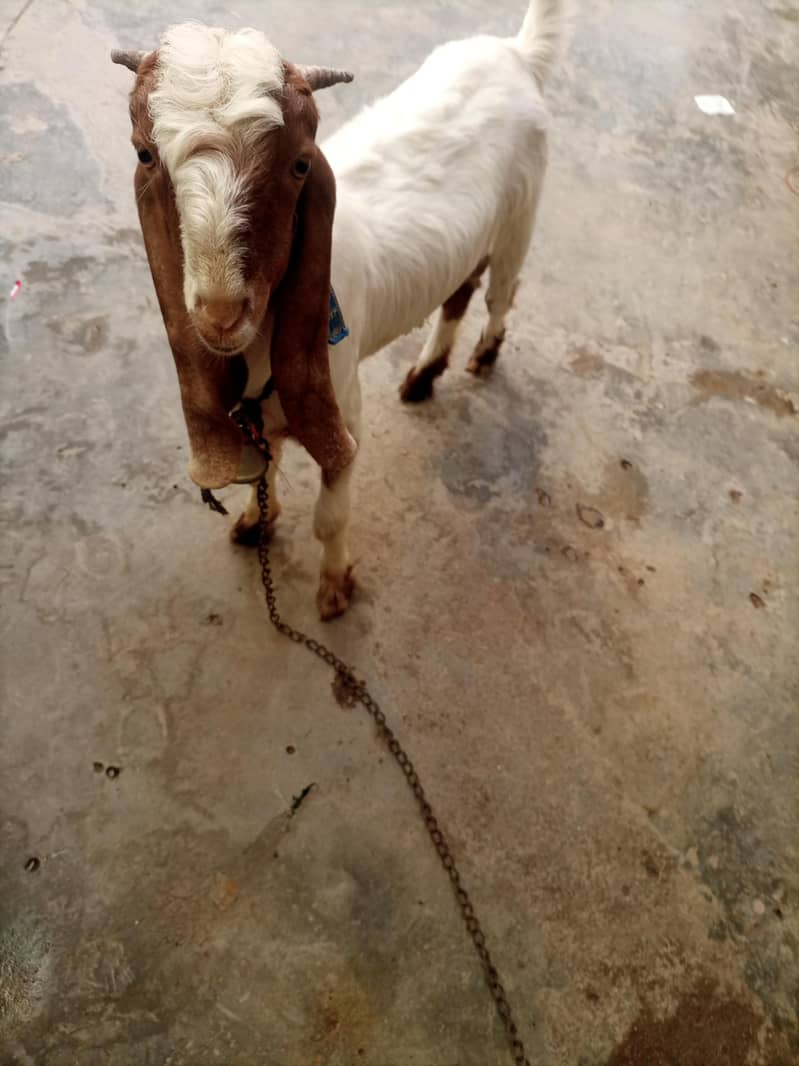 bakra 8