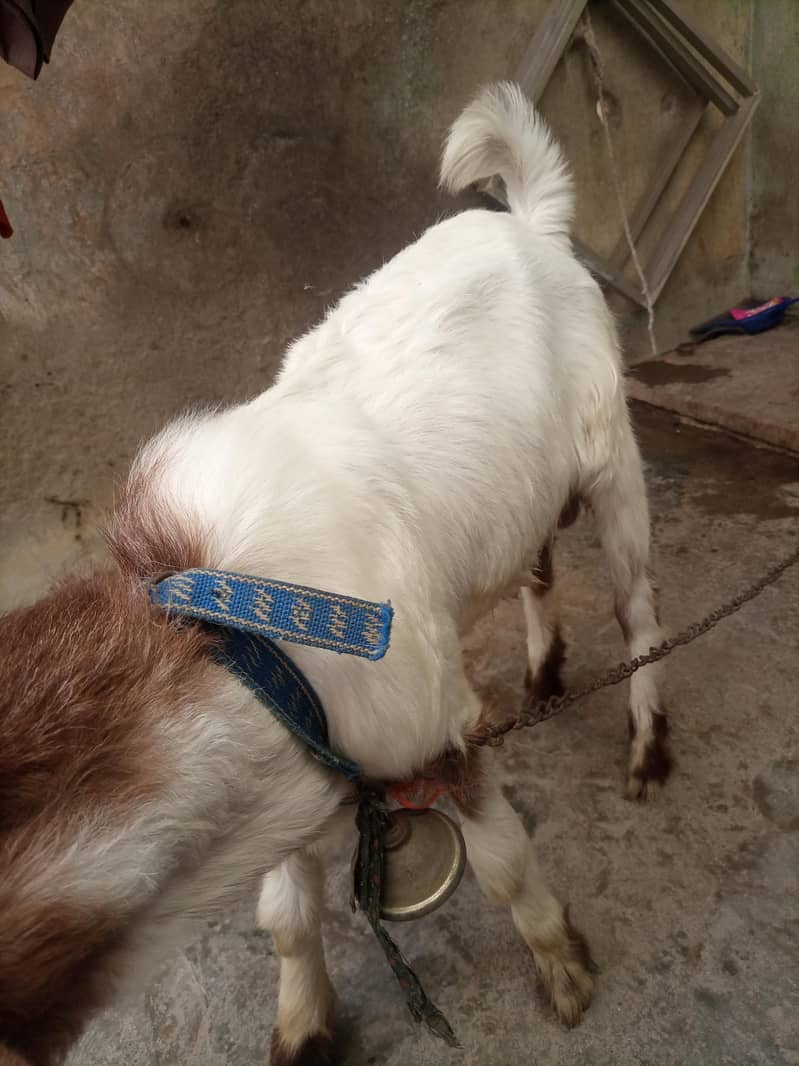 bakra 9