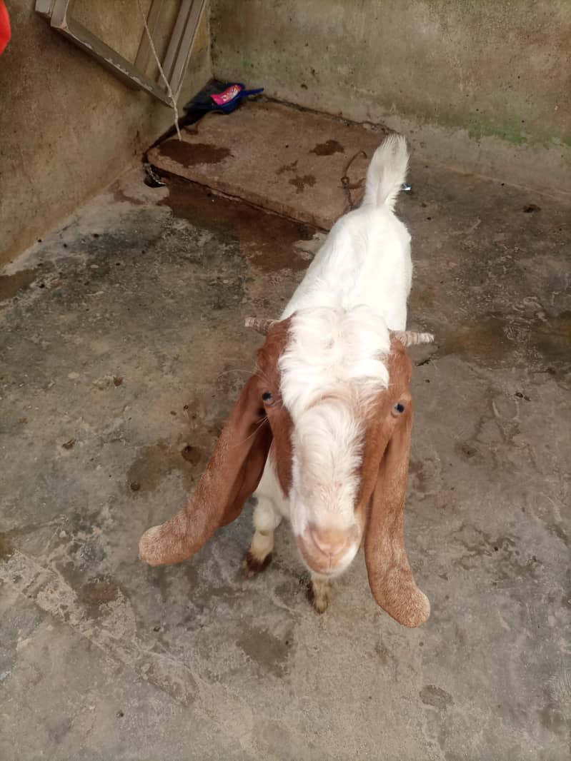 bakra 10
