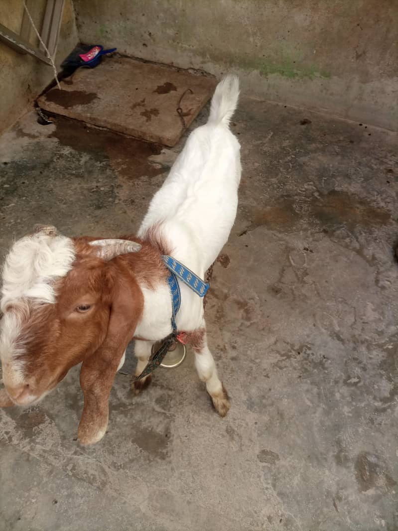 bakra 11