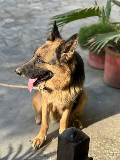 german Shepherd