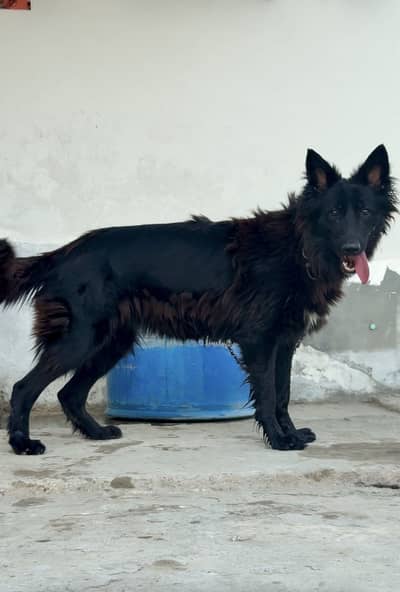Black german shepherd long coat pair