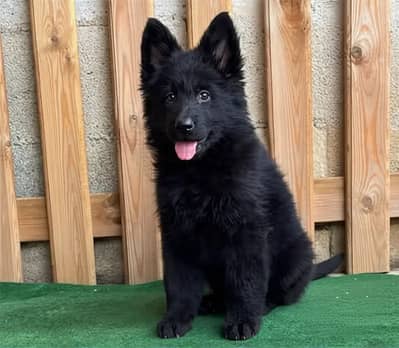 German shepherd puppy \ gsd puppies \ long caot \ gsd dog