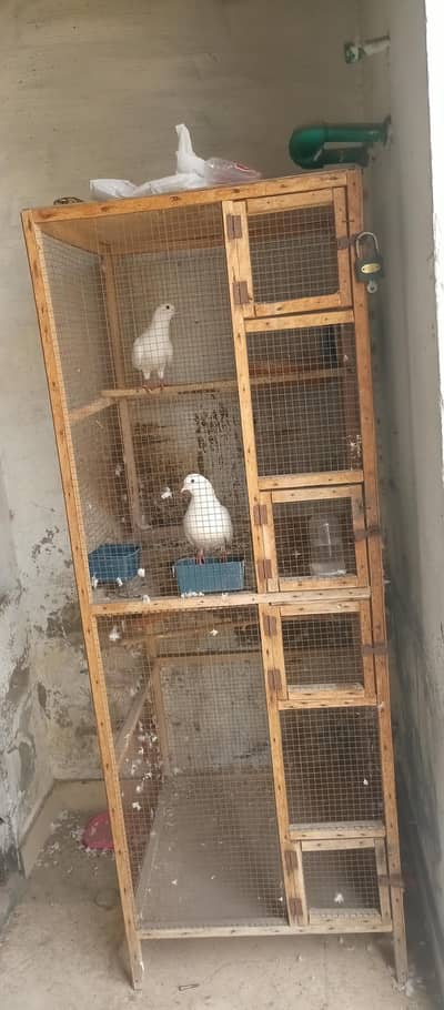 1 pair of pigeon with 2 eggs with cage